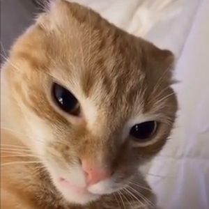 Meet your Posher, Ernie